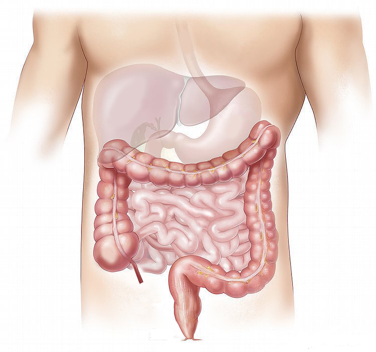 La digestion : Les intestins